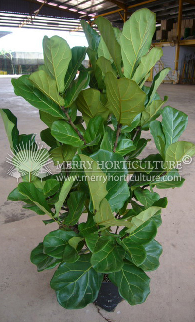 Ficus lyrata (1m)